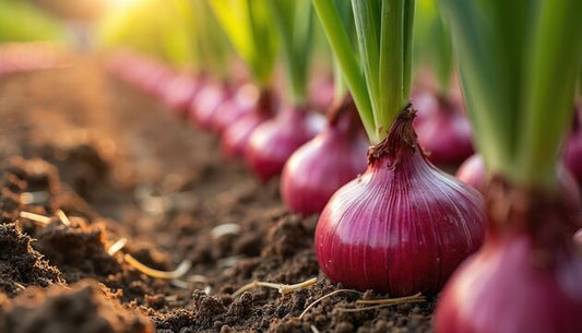 How to grow high-yield onion in winter season