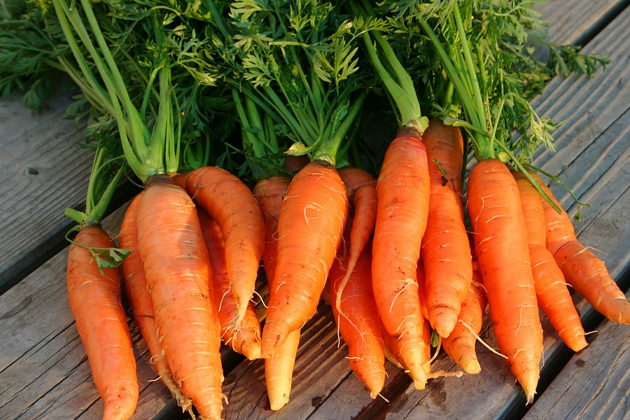 Winter carrot Cultivation tips for higher yield