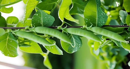 "सर्दियों में मटर की खेती : सफल उत्पादन के लिए पूरा मार्गदर्शन"