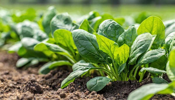 Palak in Winter: Your Guide to a Thriving Spinach Harvest