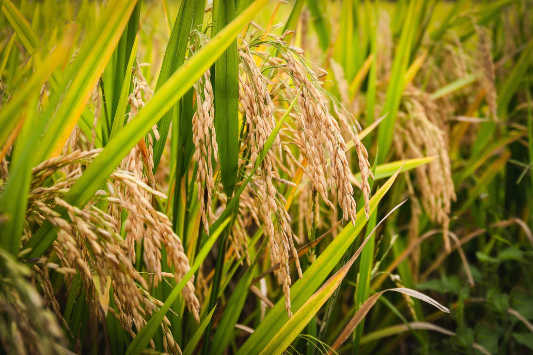 What Steps Can Farmers Take Today to Protect Rice Crops from Extreme Weather?