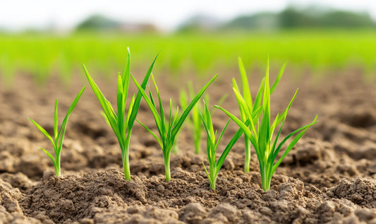 Why Soil Matters for Indian Wheat Farmers