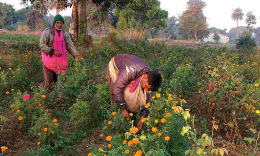 What Nutrient Mistakes Do Farmers Make Most Often at the Flowering Stage?