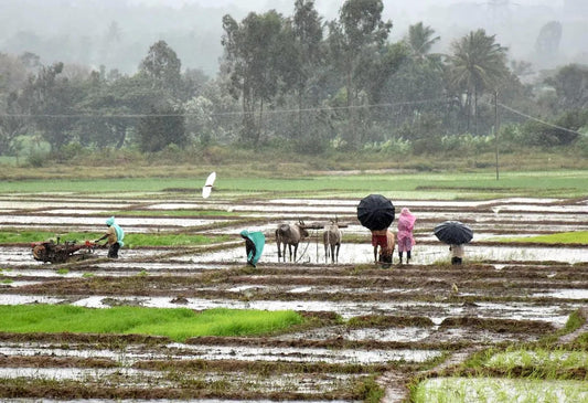 How to Protect Your Farm During Unseasonal Rain and Hailstorm in India?