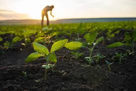A Head-to-Head Comparison for Modern Farmers