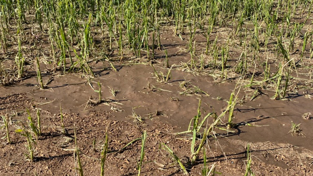 Farmer reporting damage to crops during flood or hailstorm