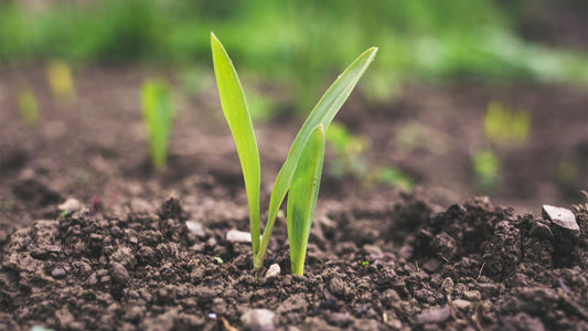 soil health and agricultural sustainability