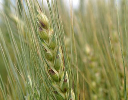 Top Three Ways To Protect Wheat From Leaf Spot Diseases