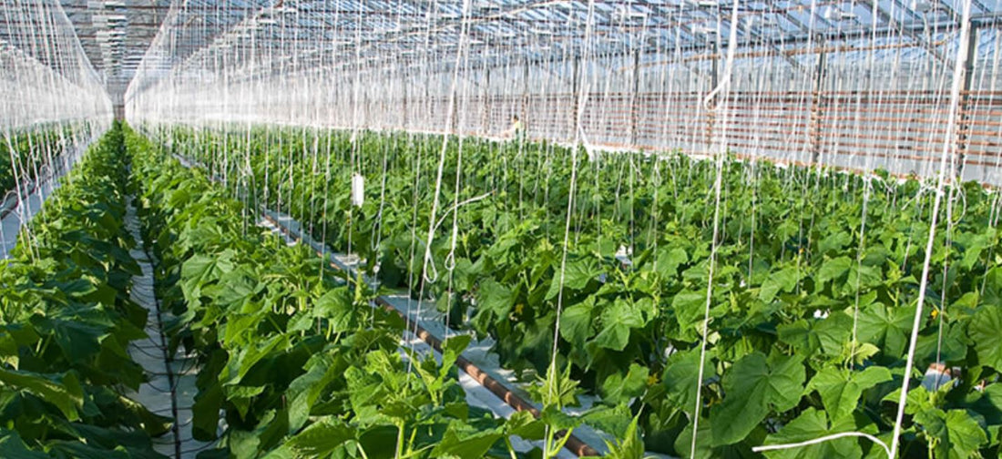 Overcoming Weather Limitations with Greenhouse Farming