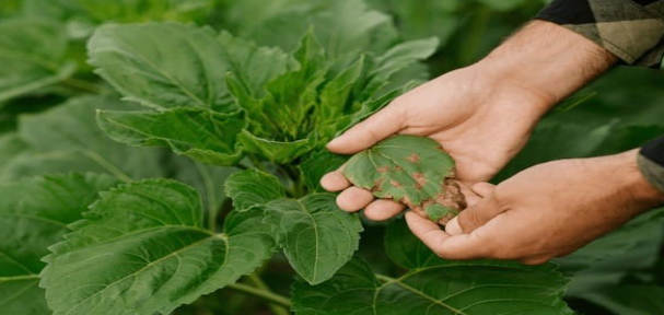 How Can Farmers Protect Crops From Diseases And Pests?   Expert Prevention & Control Guide