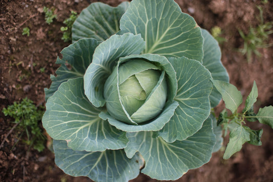 From Seed to Harvest: Can Winter Farming Transform Returns?