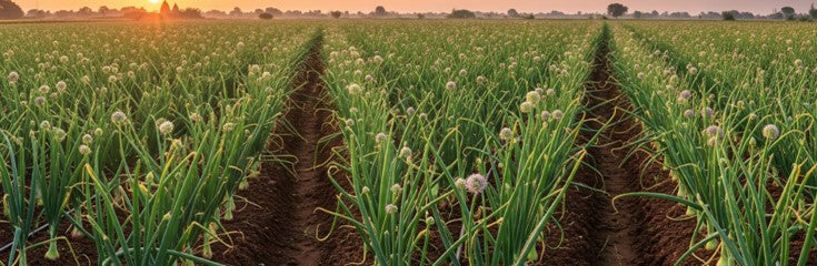 प्याज की खेती और बाज़ार सही समय पर बुवाई करके कमाएँ ज़्यादा दाम!