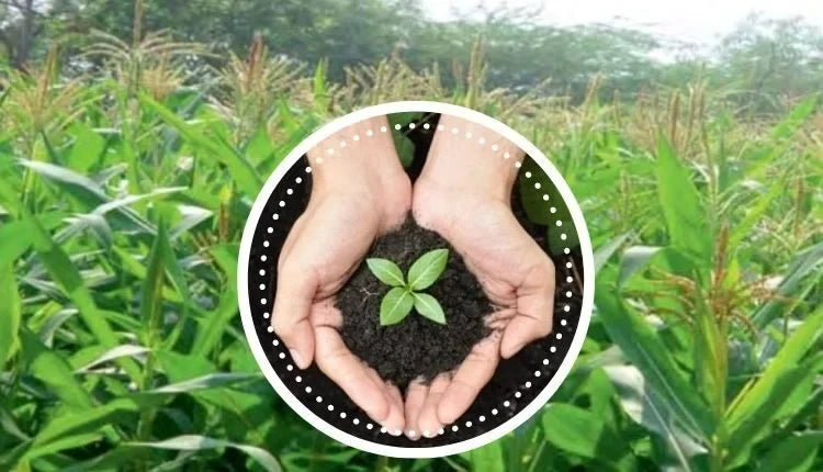 How To Replace Chemical Fertilizers With Organic & Bio-Fertilizers