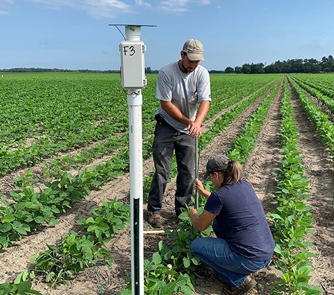 IoT soil moisture sensor field Cotton farm