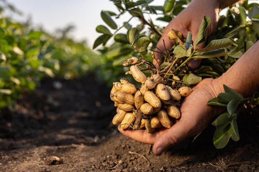 Why Is Groundnut Considered the Poor Farmer's Gold — And How to Grow It Right?