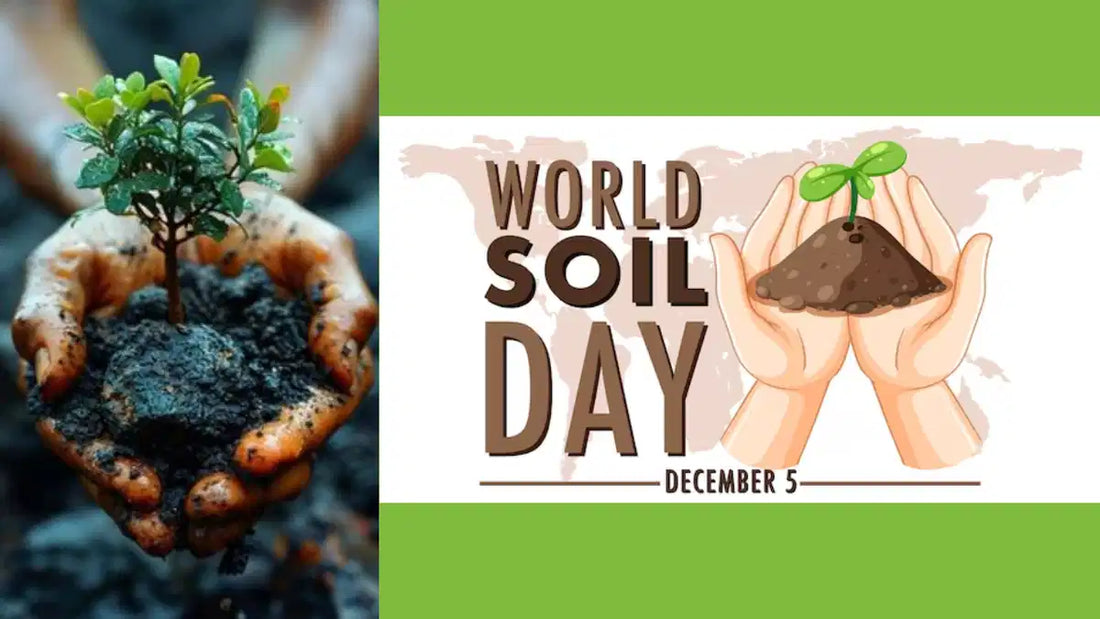 World Soil Day 2024: Cultivating Healthy Soil for a Resilient Future