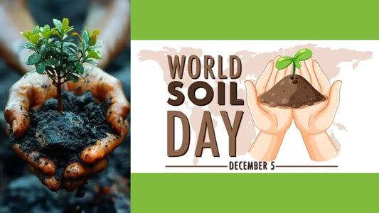 World Soil Day 2024: Cultivating Healthy Soil for a Resilient Future