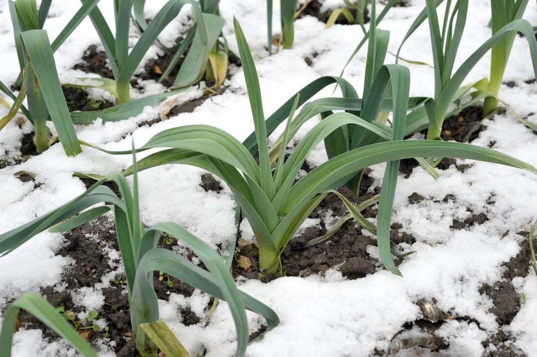 The Influence of Climate Change on Winter Planting Schedules and Crop Cycles