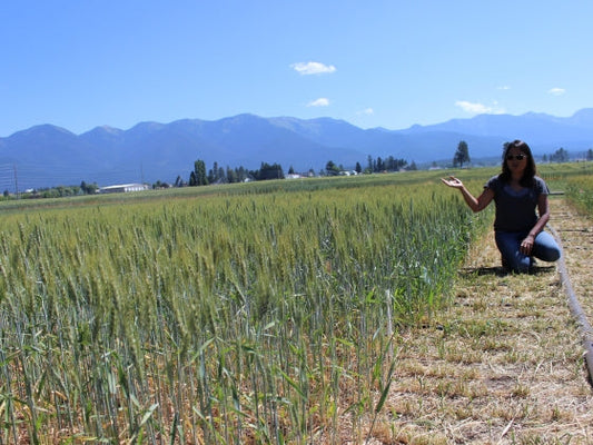 wheat field irrigation early stage