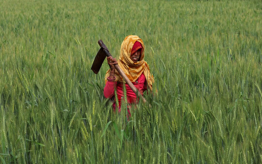 Indian farmers harvesting wheat field winter season 2026