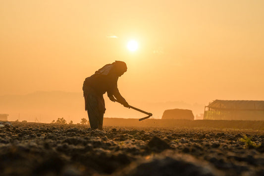 Indian farmer working in field at sunrise