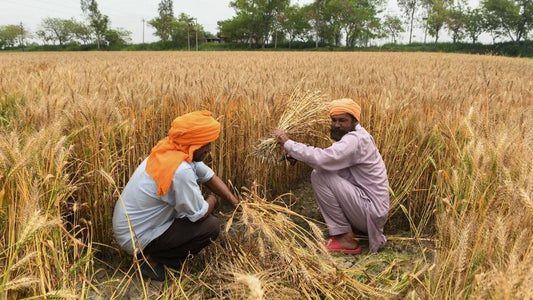 indian farmer harvesting wheat and rice fields