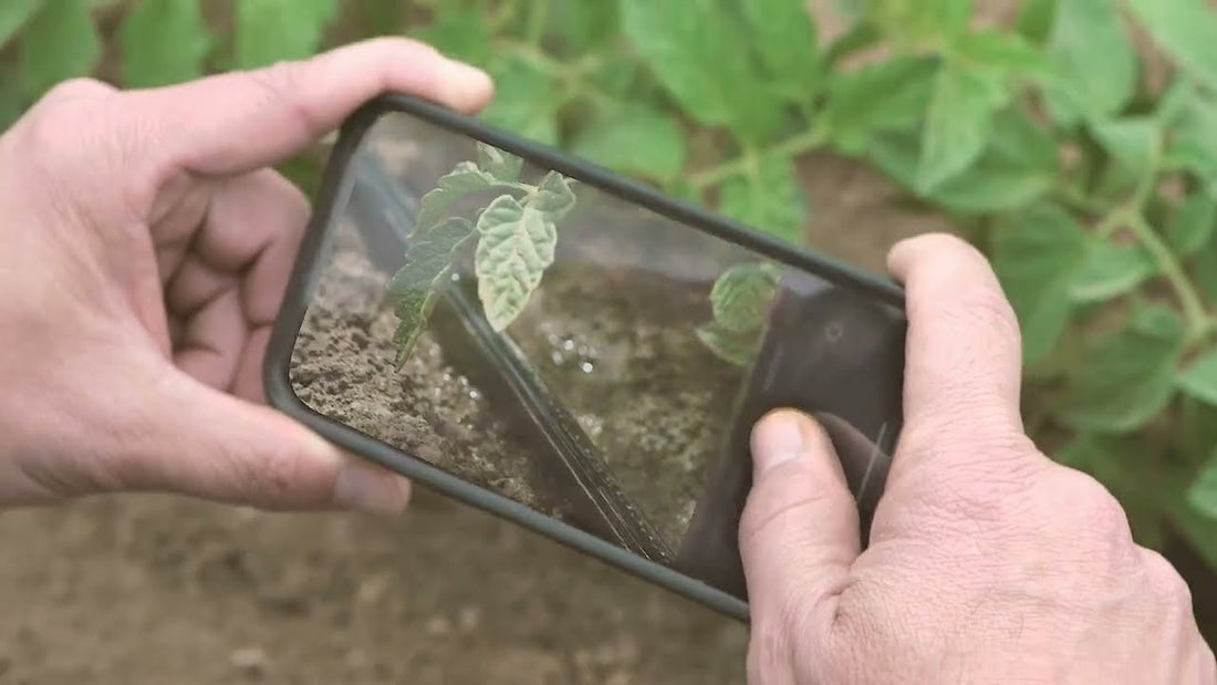 Can Crop Doctor Really Identify Disease From Just One Photo?