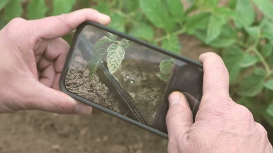 Can Crop Doctor Really Identify Disease From Just One Photo?
