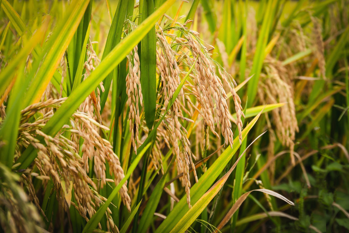 What Steps Can Farmers Take Today to Protect Rice Crops from Extreme W ...